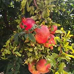 Prázdninový dům Quinta Do Sol Tavira