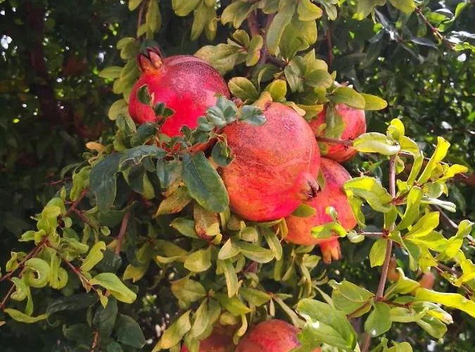 Holiday home Quinta Do Sol Tavira